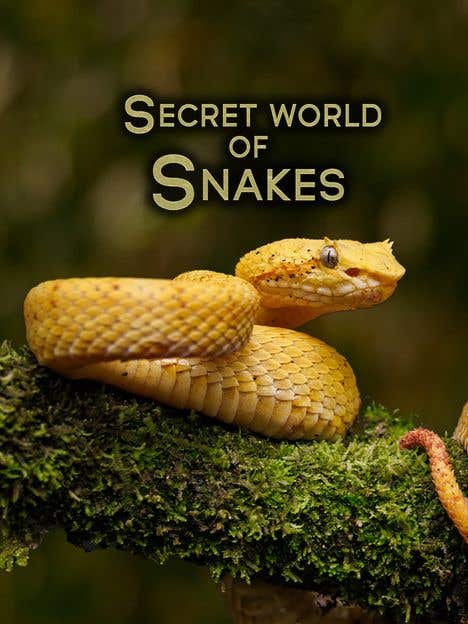 The Secret World Of Snakes