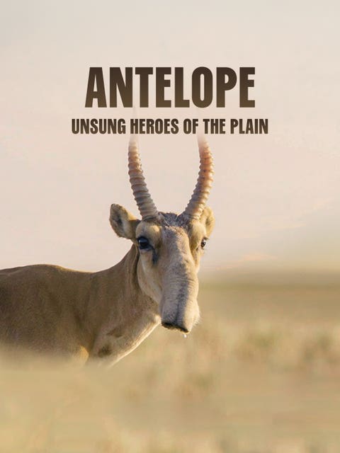Antelope: Unsung Heroes Of The Plain