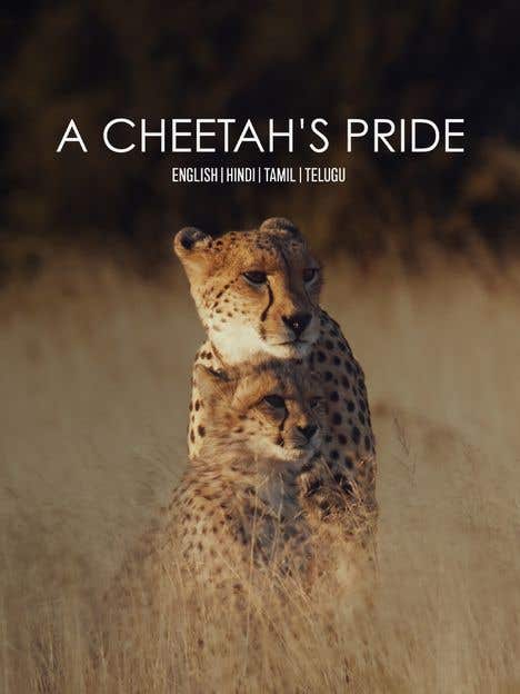 A Cheetah's Pride