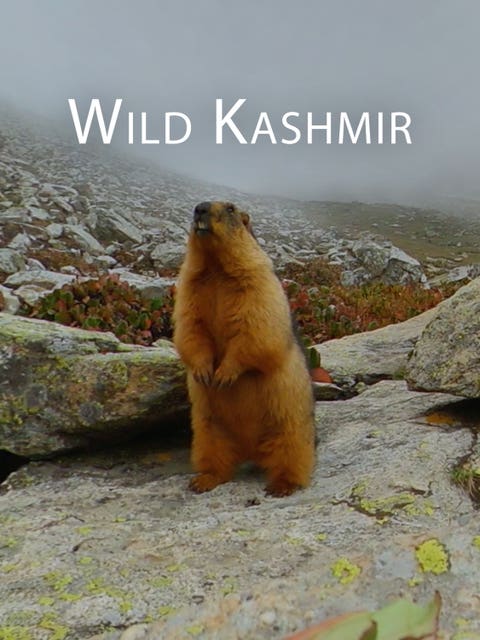 Wild Kashmir