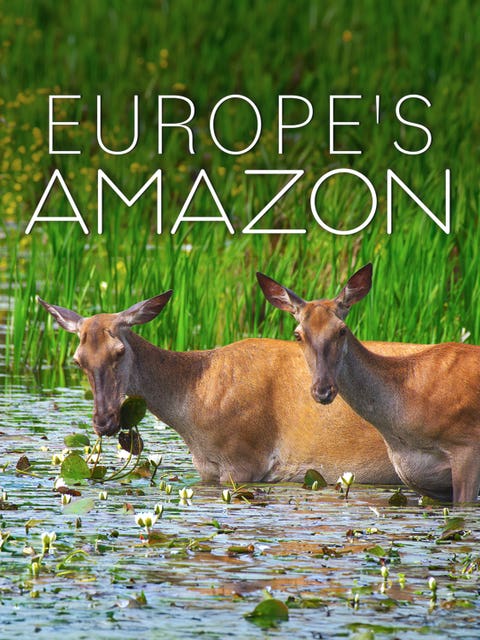 Europe's Amazon
