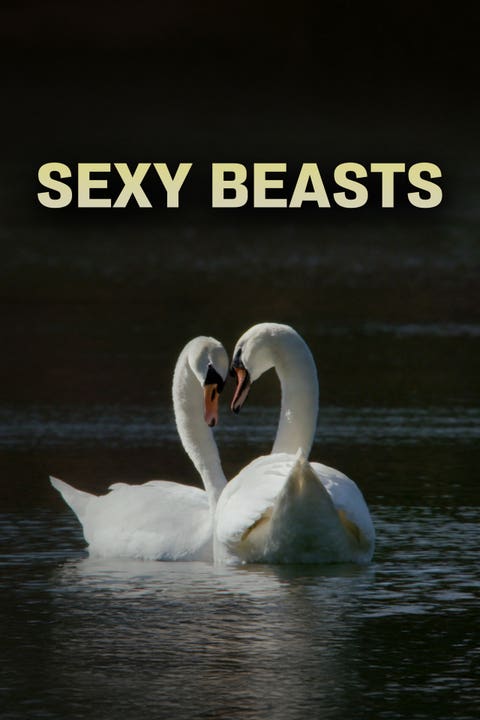 Sexy Beasts